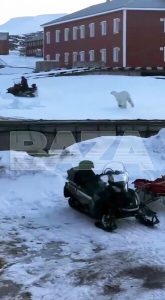 rossijanin-nanbspsnegohode-skryvalsja-ot-belogo-medvedja-i-eto-popalo-nanbspvideo-8e4cf2a.jpg